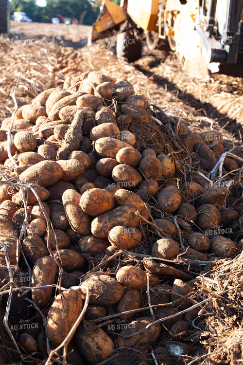Potato Harvest 132193