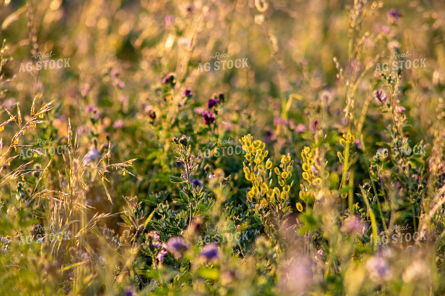 Alfalfa Field 214326