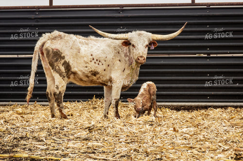 Longhorn Cow Calf Pair 155167