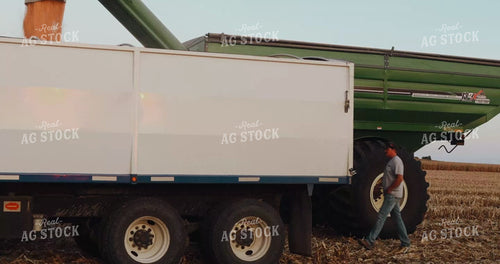 Farmer Rolling Tarp on Tandem Truck and Hauling Corn to Elevator 3937