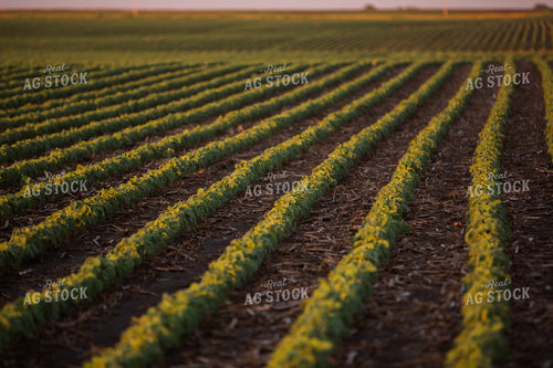 Mid-Season Soybeans 7252