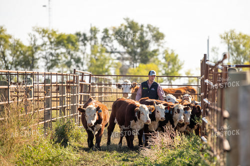 Ranchers Working Cattle 212126