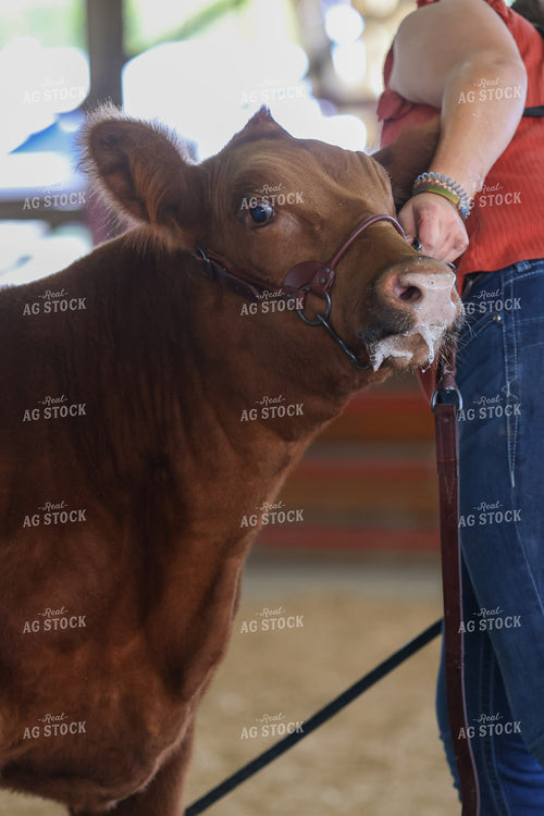 Cattle Show 160449