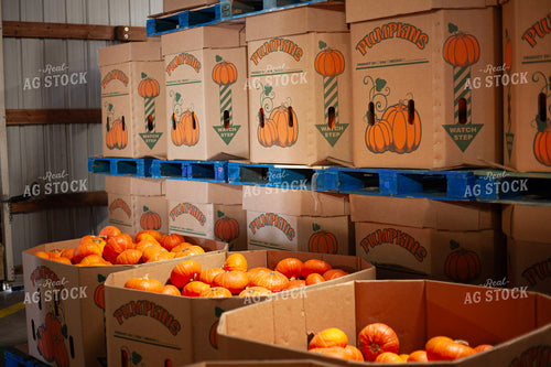 Pumpkin Harvest 132245