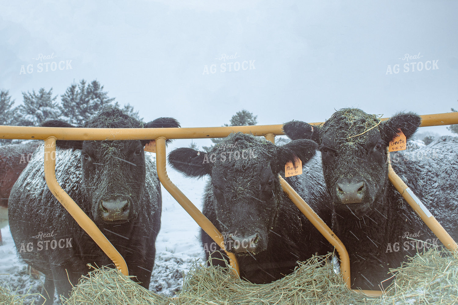 Black Angus Cattle 173002