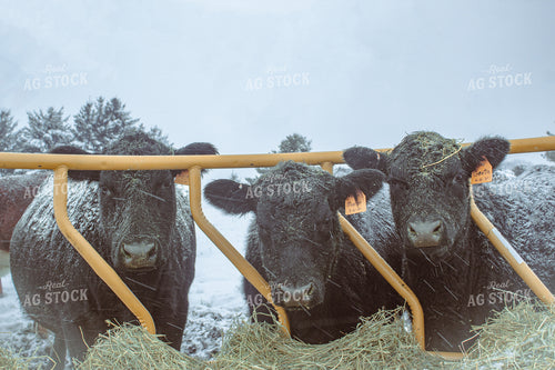 Black Angus Cattle 173002