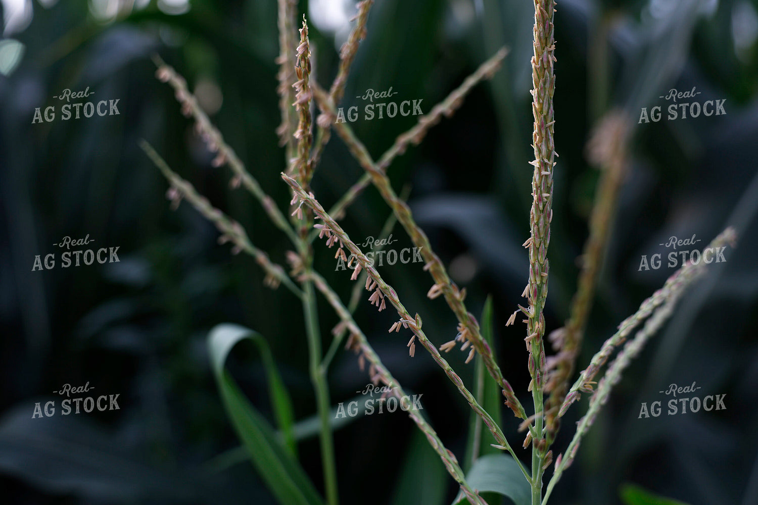 Midseason Corn 129126