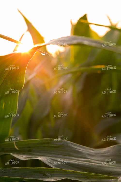 Corn - Mid-Season 1210