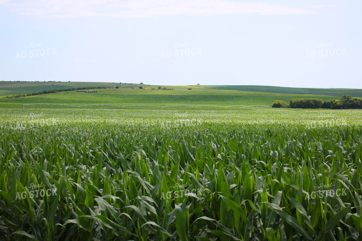 Midseason Corn 82302
