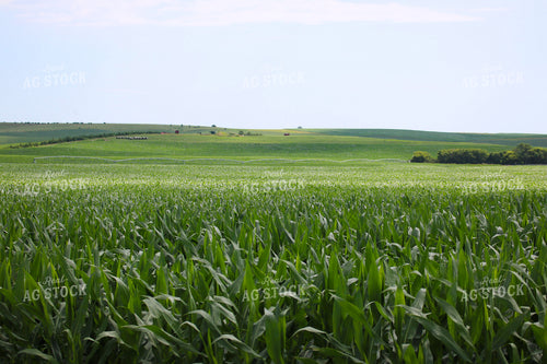 Midseason Corn 82302