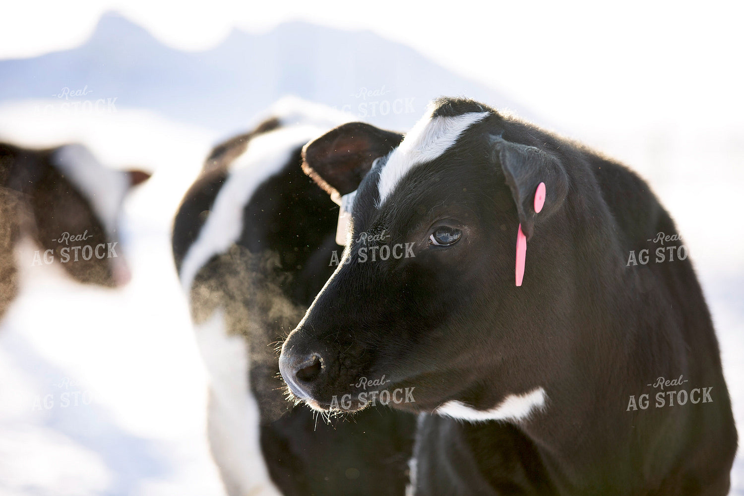 Dairy Cattle in Snow 55331