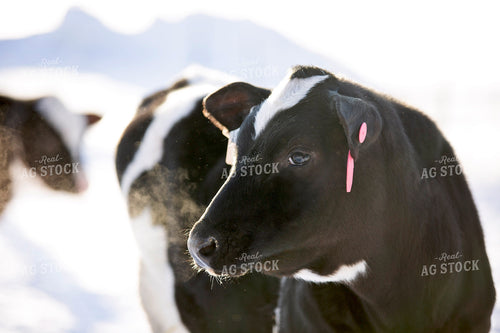 Dairy Cattle in Snow 55331