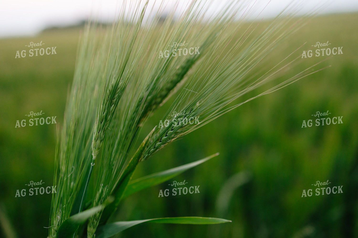 Barley 204038