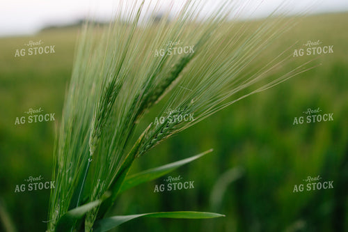 Barley 204038