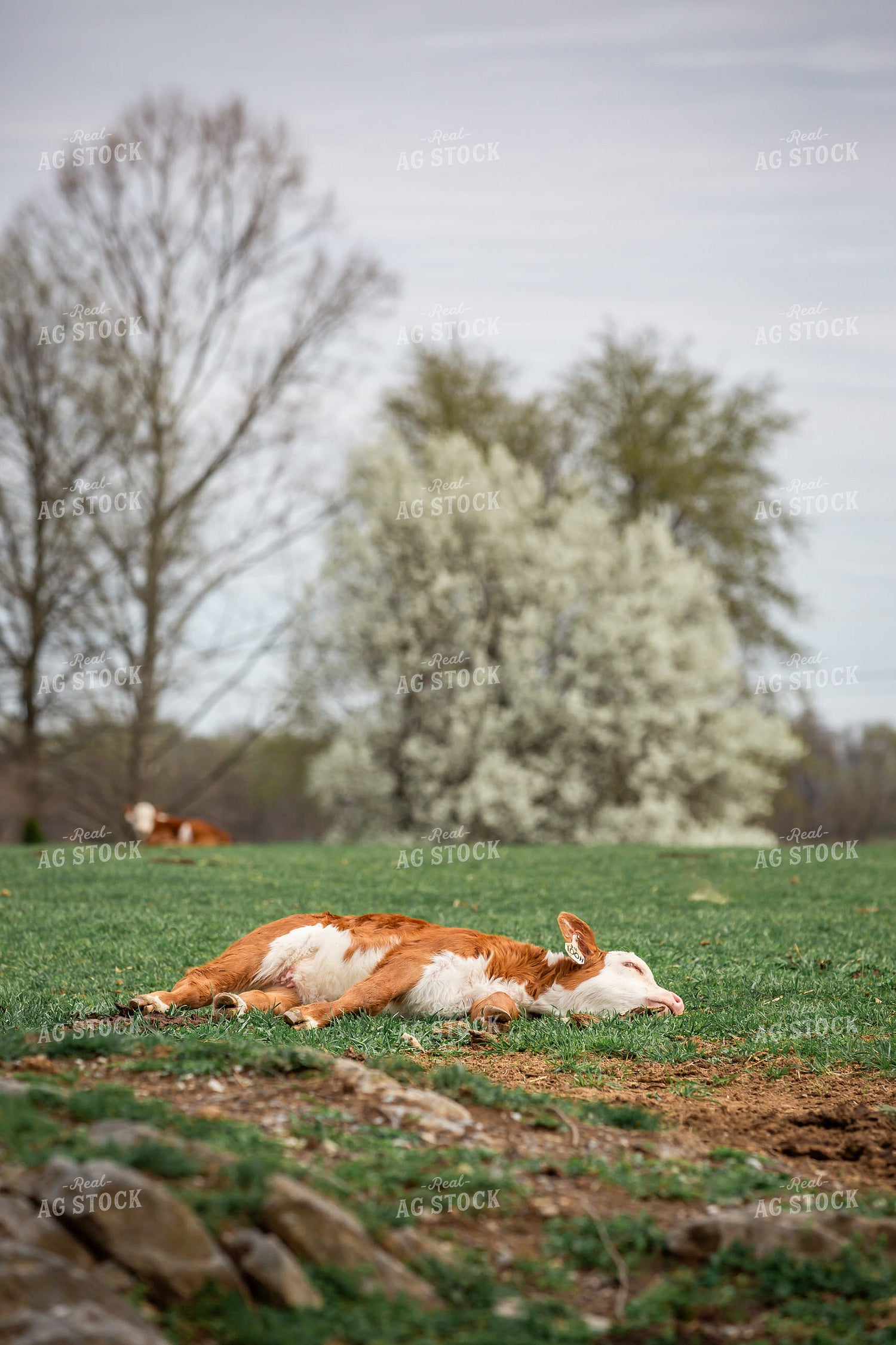 Hereford Calf 270495