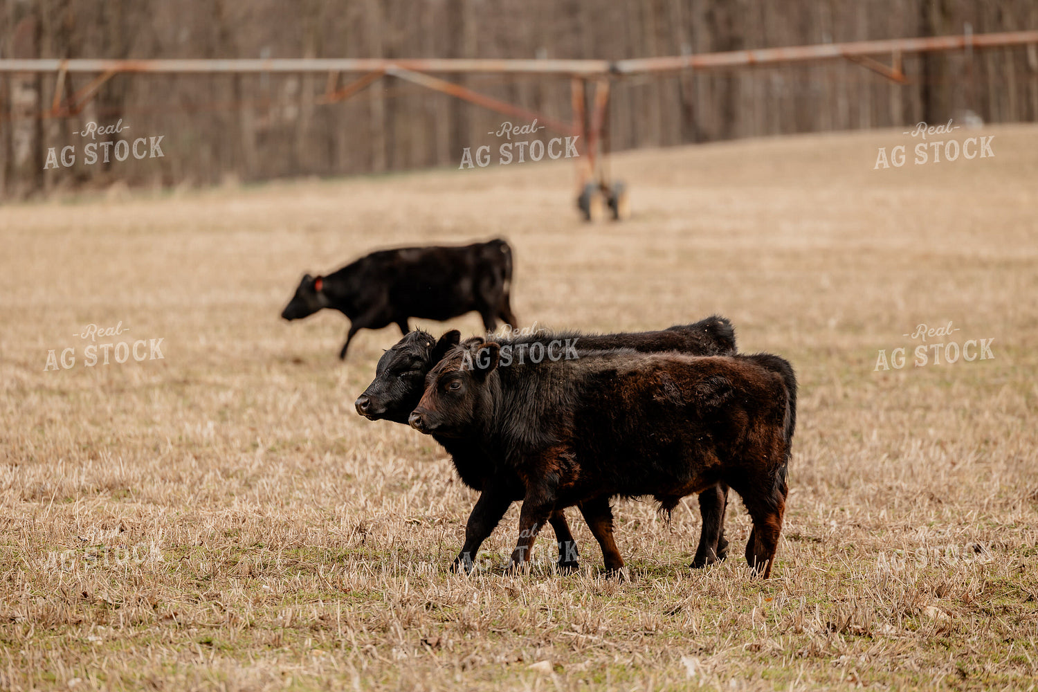 Black Angus Cattle Grazing 104048