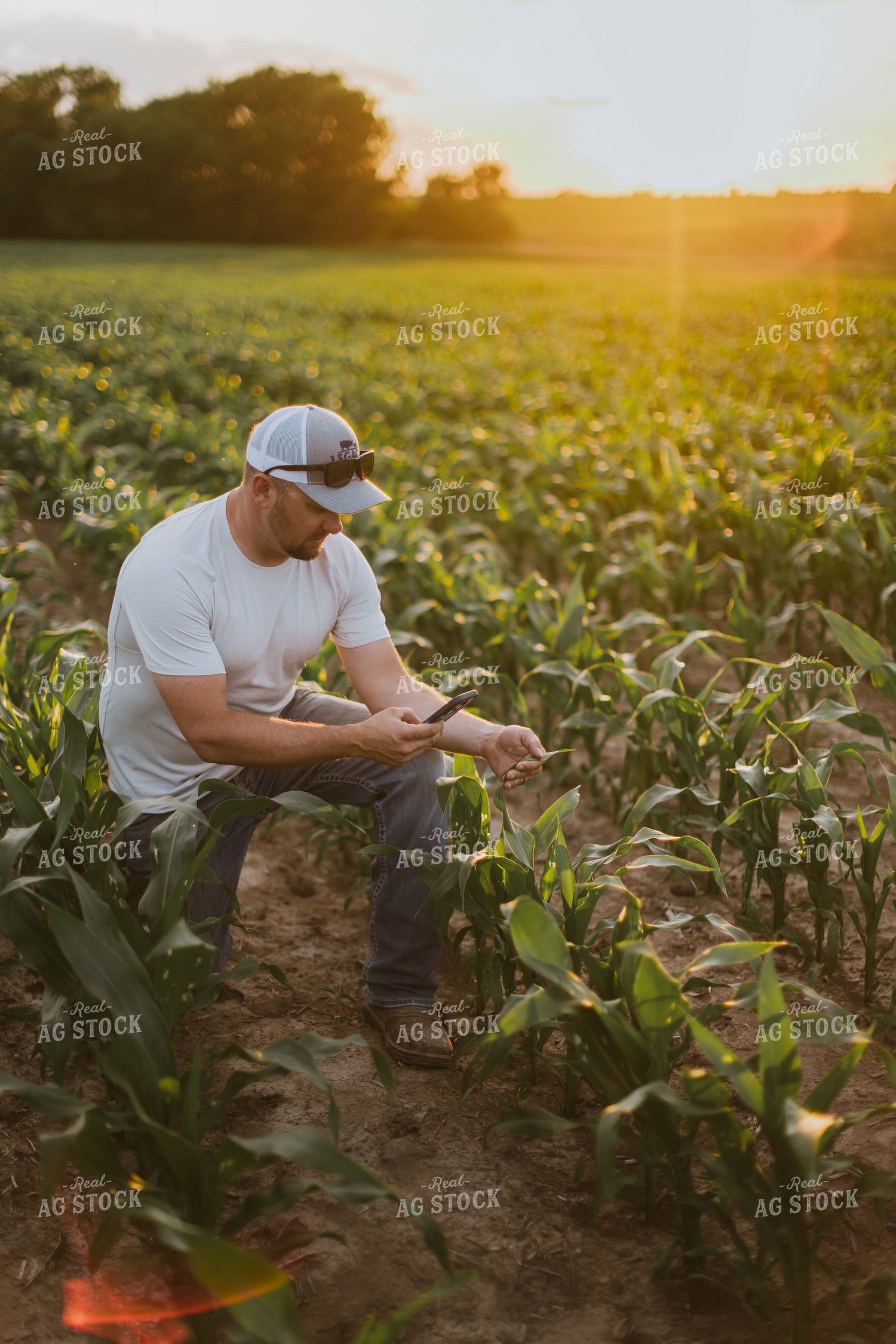 Farmer Taking Picture of Corn with Phone 8826