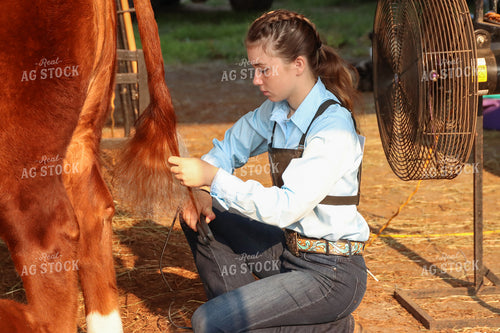 Prepping Show Cattle 52240