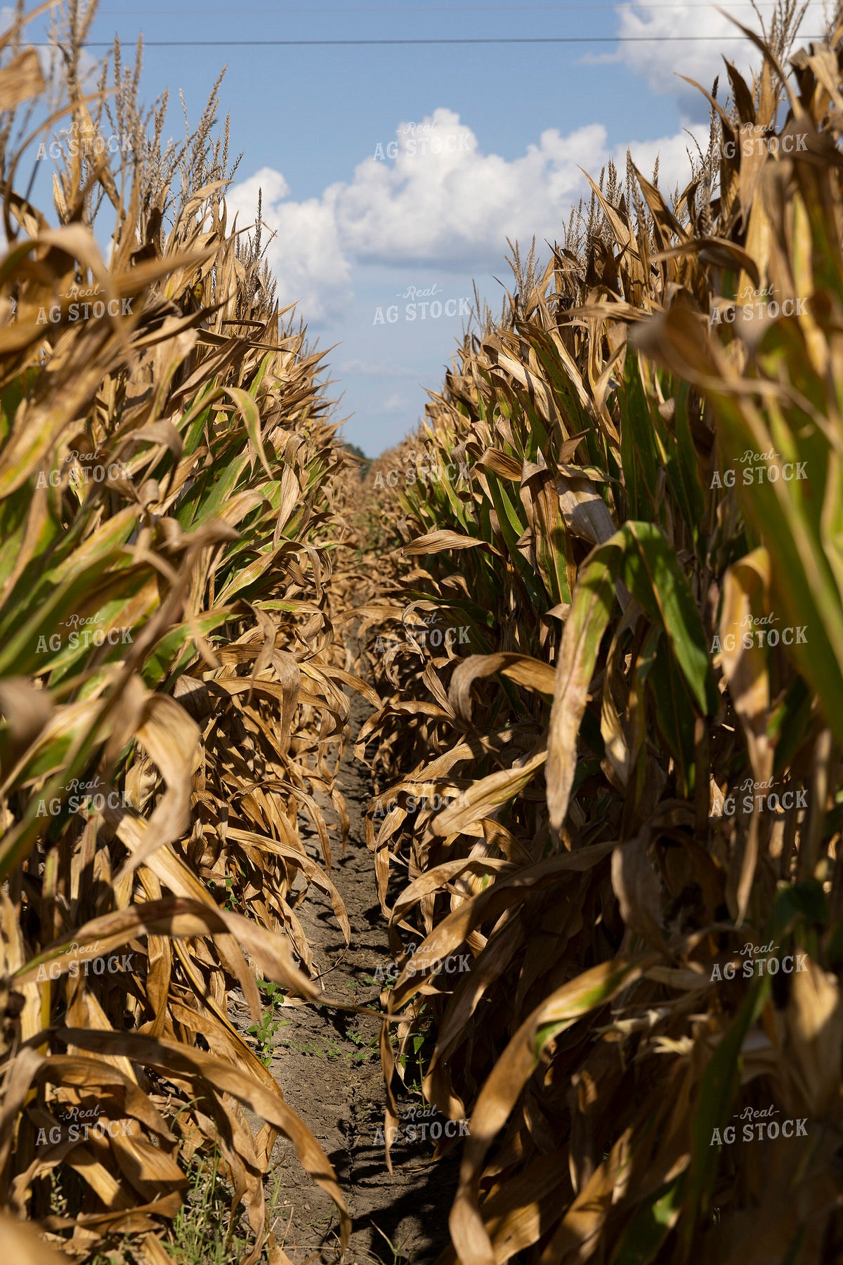 Corn Field 291092