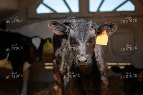 Calf 50465