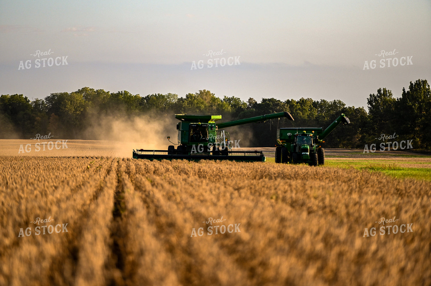 Soybean Harvest 90042