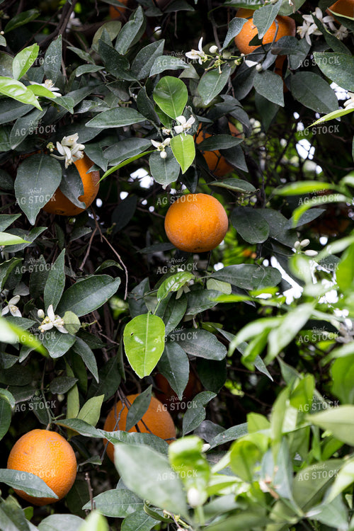 Mandarin Oranges 276037