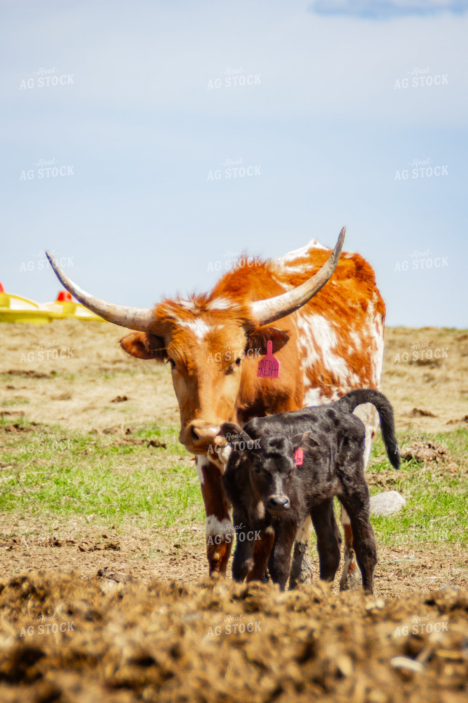 Longhorn Cow Calf Pair 155173