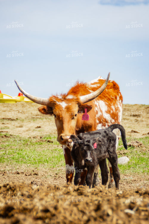 Longhorn Cow Calf Pair 155173