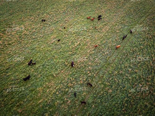Aerial of Cattle Herd on Pasture 268336