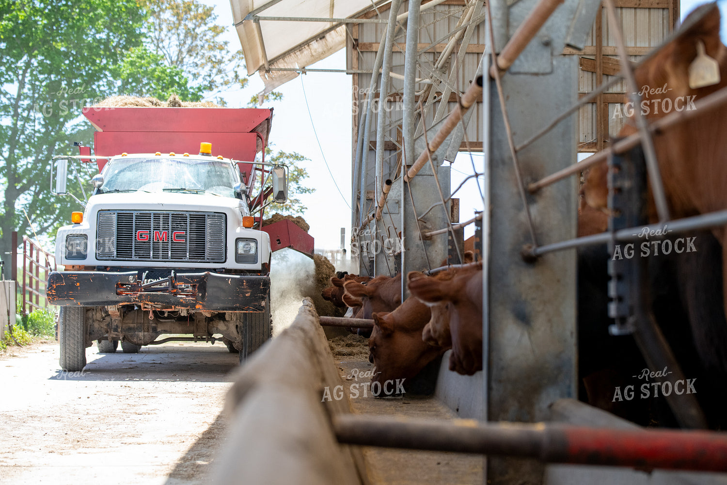 Feeding Red Angus Cattle 193080