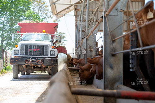 Feeding Red Angus Cattle 193080