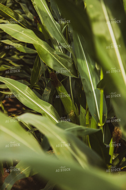 Corn Leaves 67457