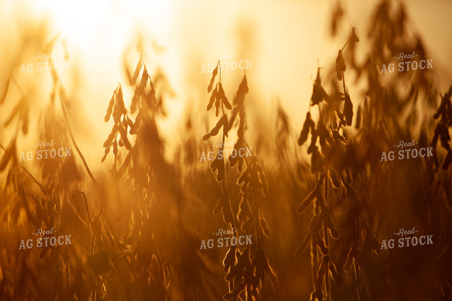 Soybeans - Dry 1614