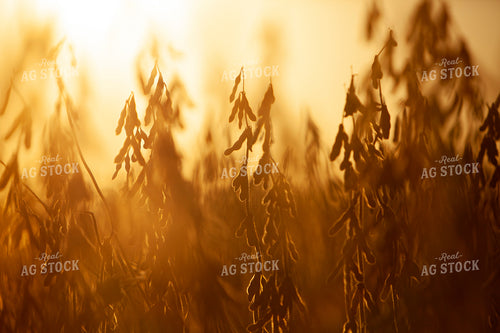Soybeans - Dry 1614