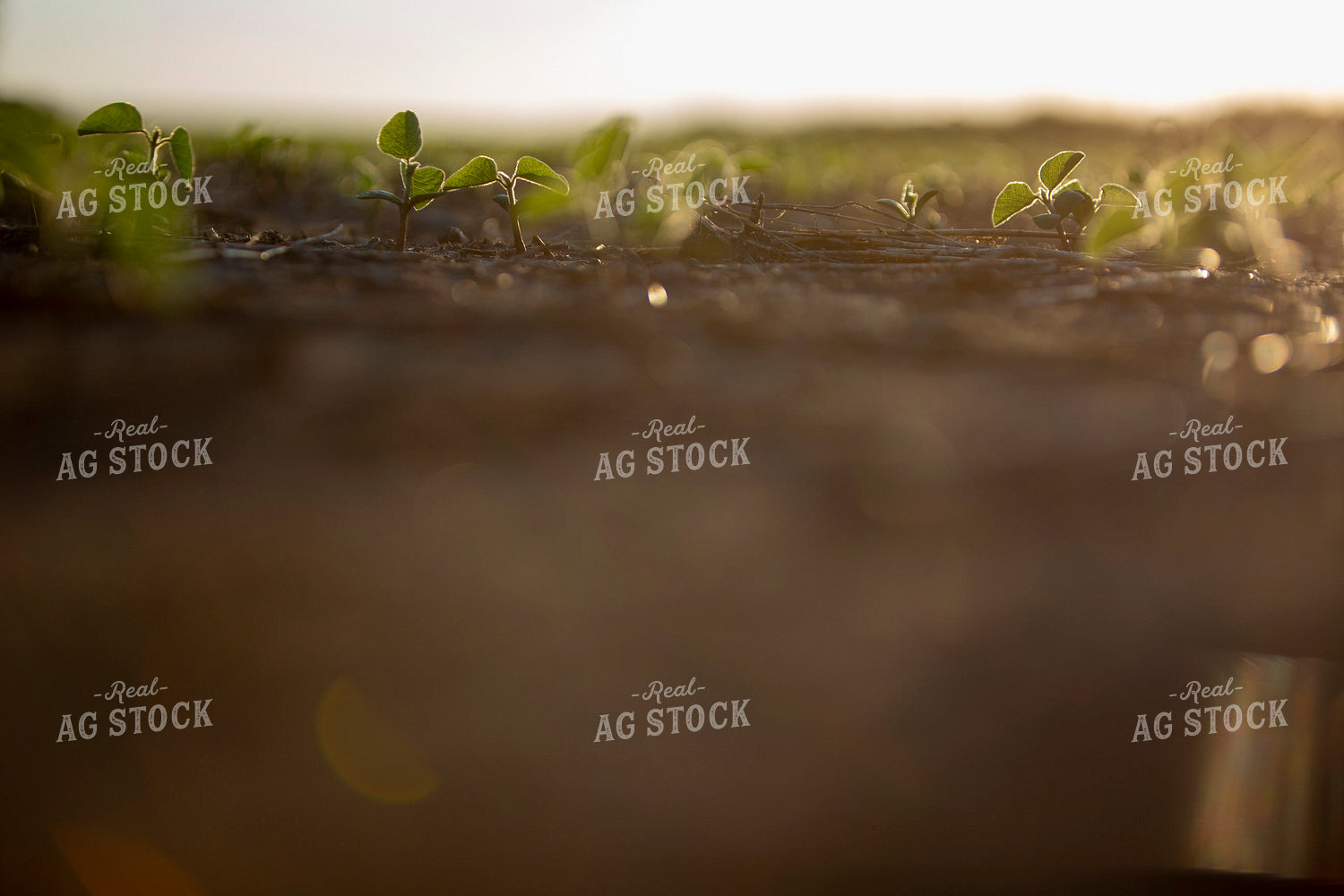 Soybeans - Early Growth 1413