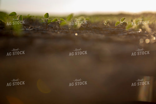 Soybeans - Early Growth 1413