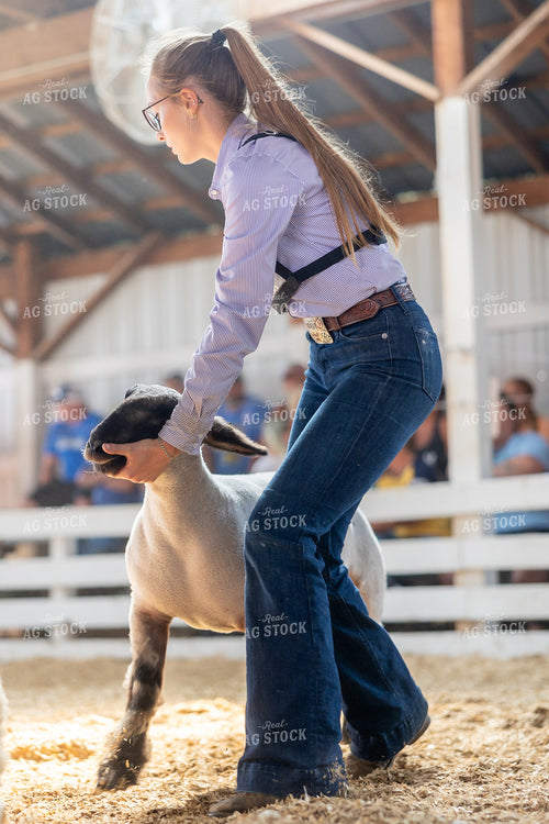 Showing Sheep 194068