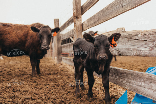 Cow Calf Pair 61138