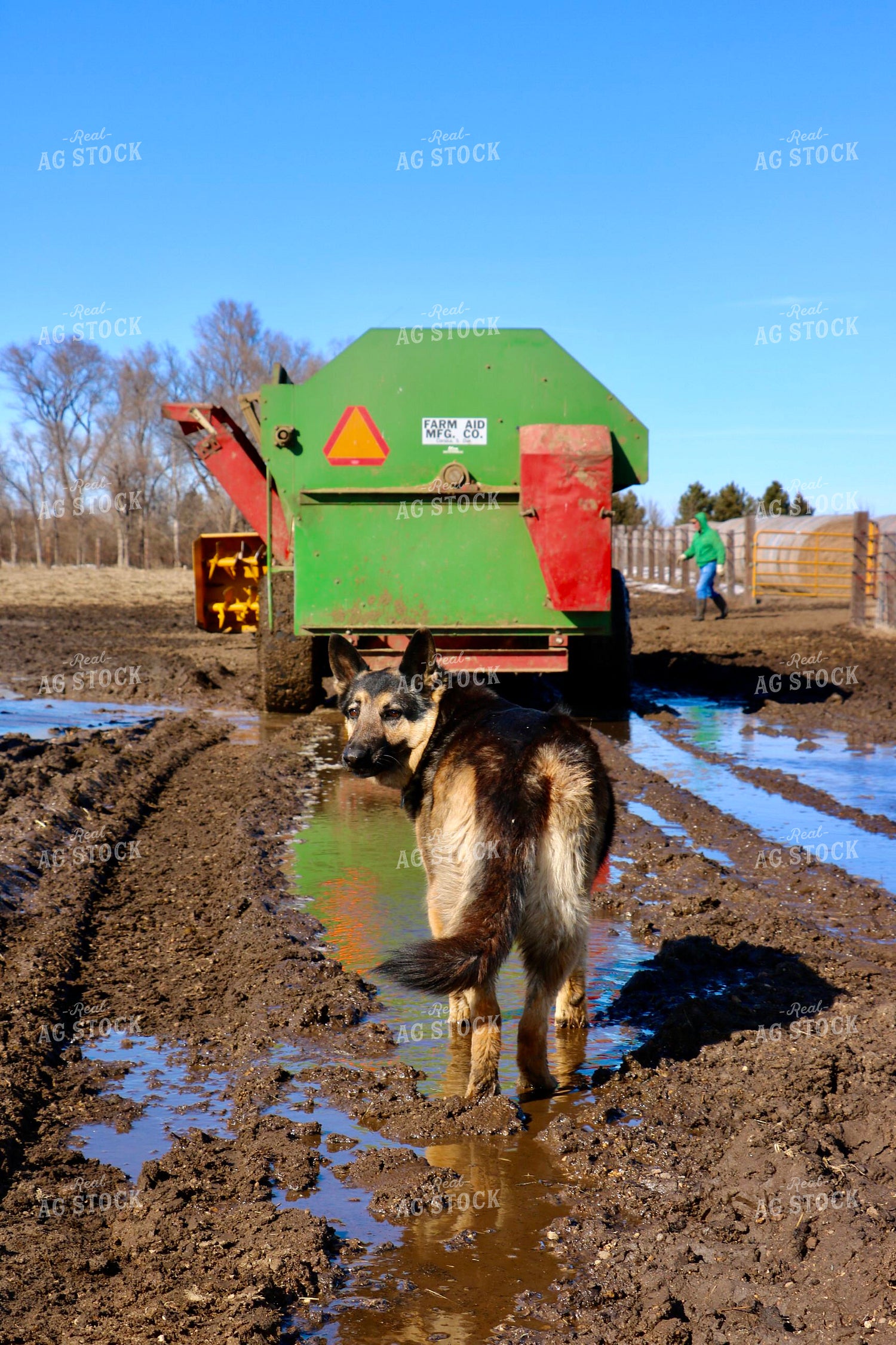 Farm Dog in Mud 299197