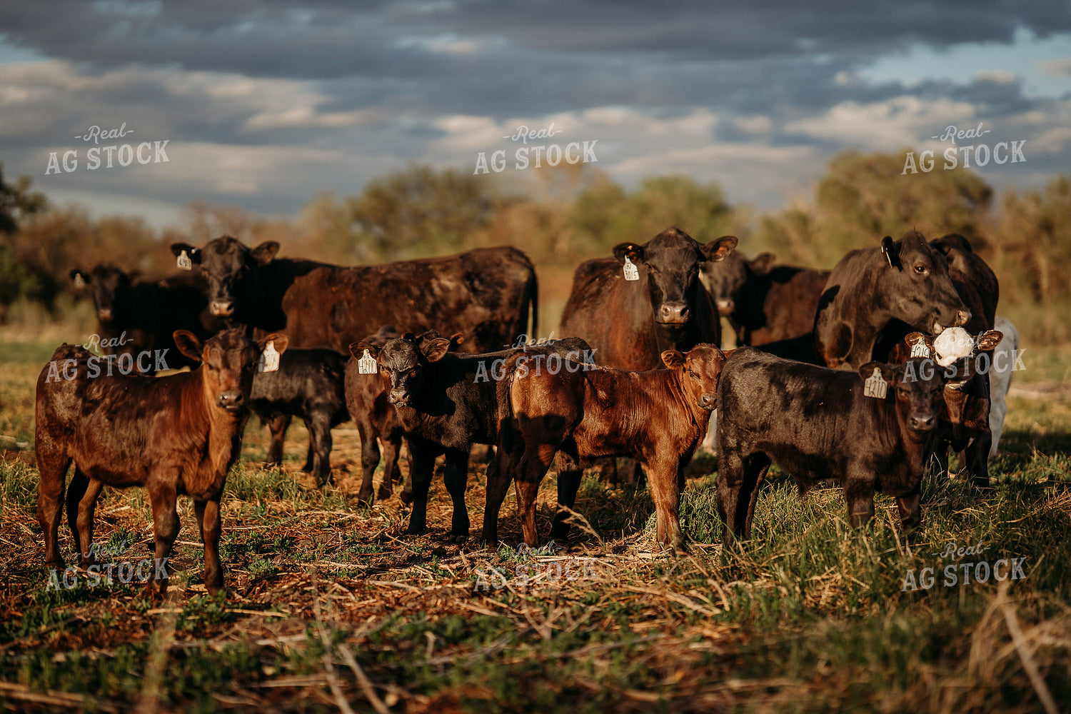 Cow Calf Pairs on Pasture 196313