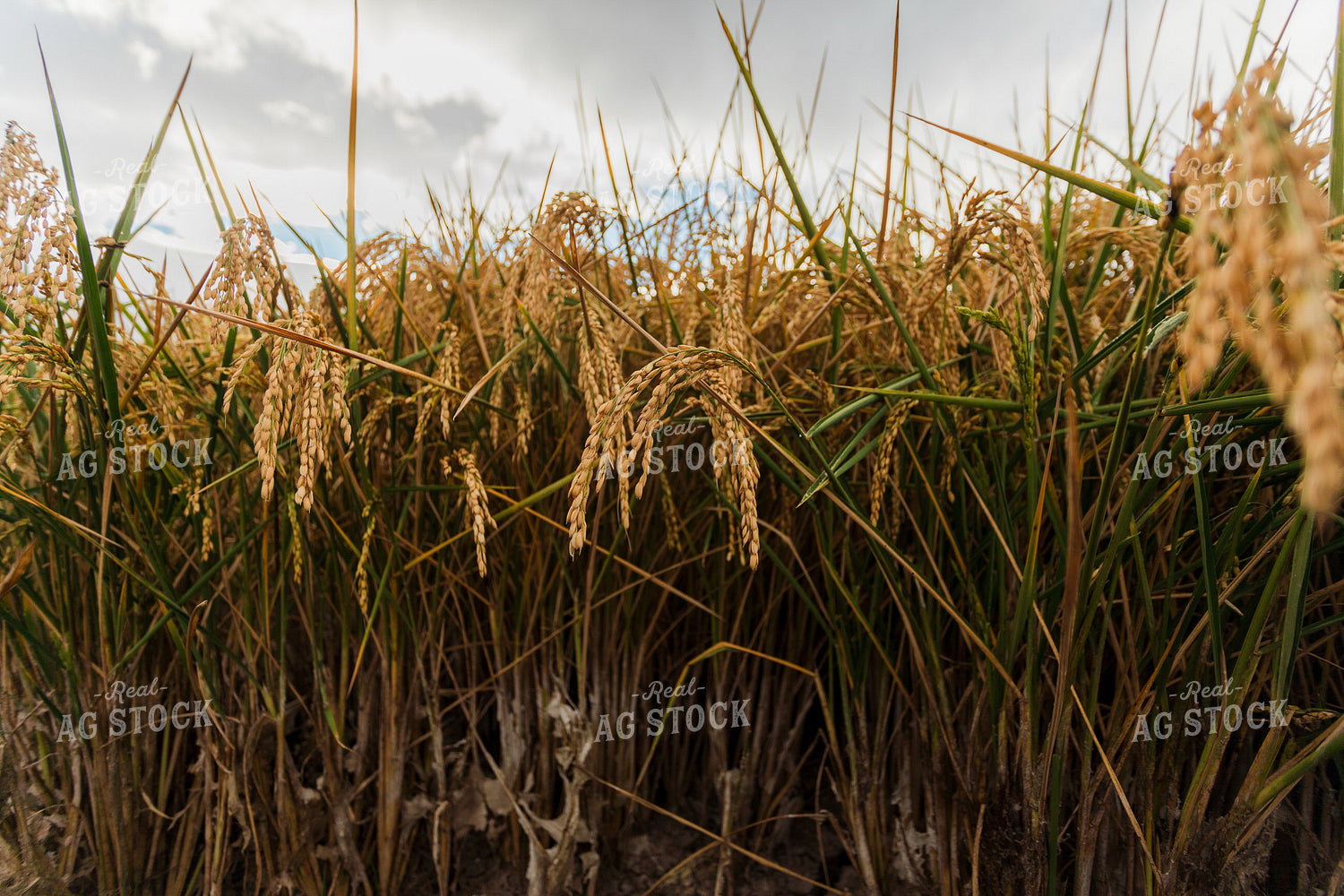 Rice 180005