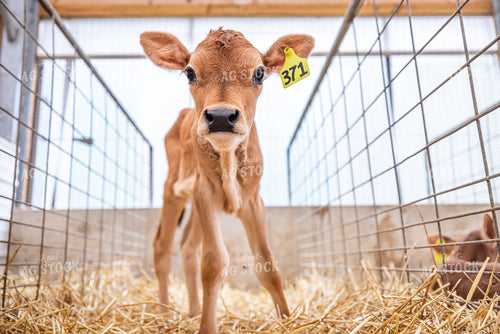 Jersey Calves 270470
