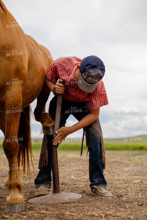 Horse Farrier at Work 97205
