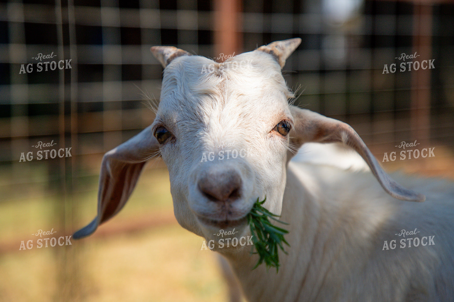 Goat 208069