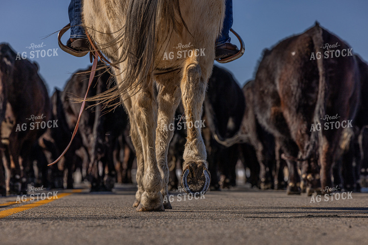 Moving Cattle Herd 304041