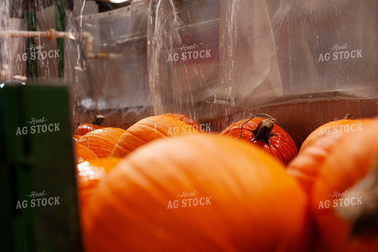 Cleaning Pumpkins 132249
