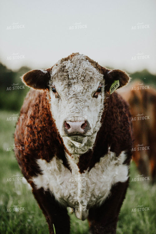 Hereford Bull 301000