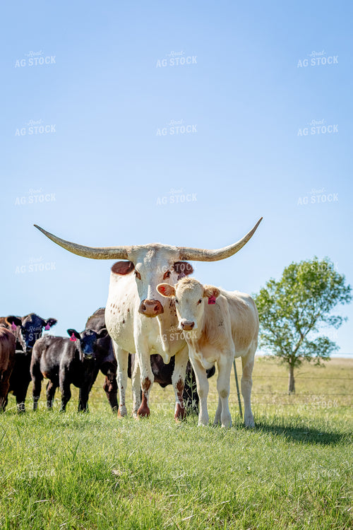 Longhorn Cattle Cow Calf Pair 155306