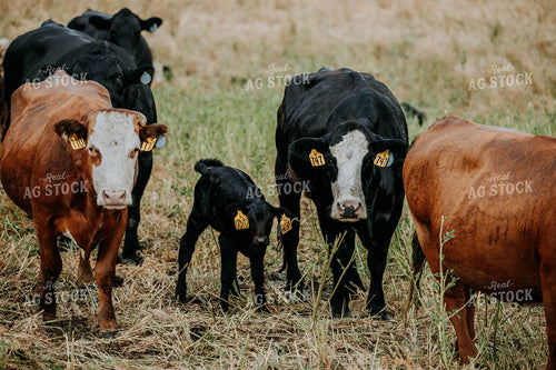 Cow-Calf in Farmyard 77119