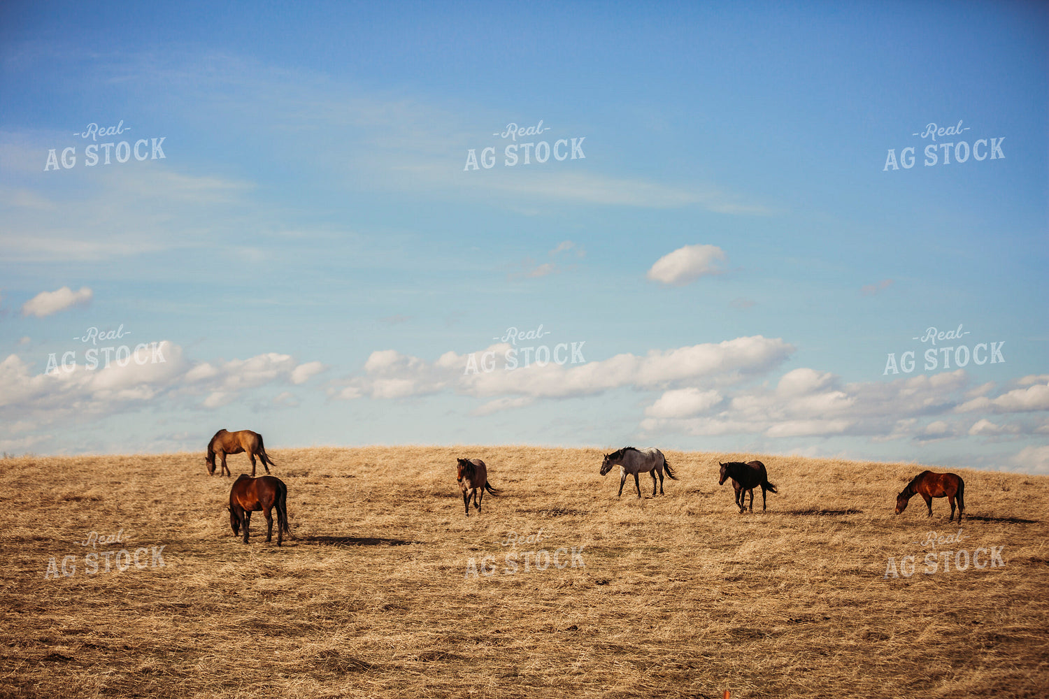 Horses 285045